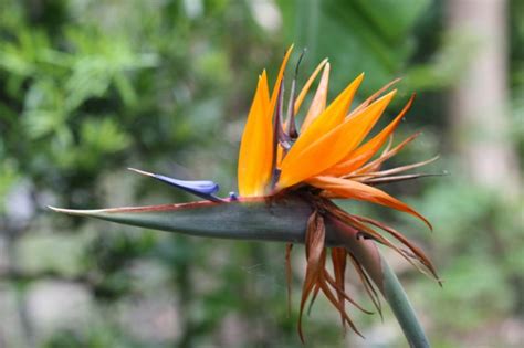 長得像鳥的花|天堂鳥花怎麼養？天堂鳥花種類、花語、繁殖&風水 – 都市新便利